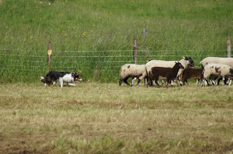 Lyn des bergers des coteaux